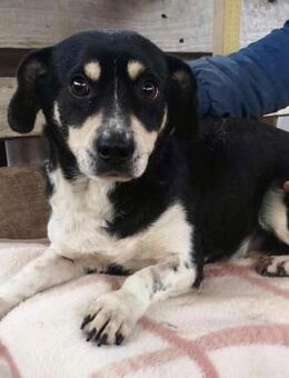 Nando hat alles verloren - Koblenz