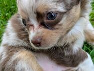 2 LH Chihuahua - Welpen (Rüden) suchen liebevolle Menschen! - Hohenwestedt