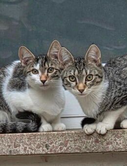 Kitten Weibchen suchen noch ein liebevolles Zuhause - Weimar (Lahn)