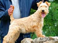 Lakeland Terrier Welpen abzugeben! - Klostermansfeld