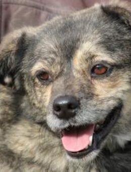 Babbit - verspielt u. aufgeweckt - Lohra