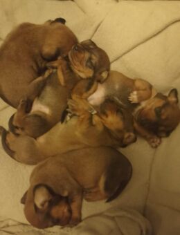 Wunderschöne Mix aus langhaar und rauhaar dackel - Hamm