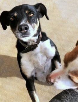 Ballverrückter Sparty sucht sein Zuhause - Bergkirchen