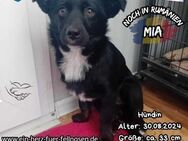 MIA-könnt ihr diesen Augen widerstehen? - Waakirchen
