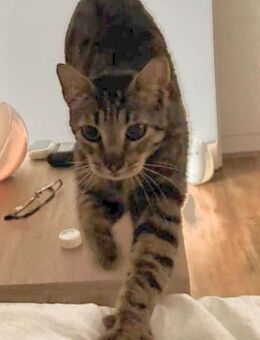 Genießerkater sucht Streicheleinheiten - Neunkirchen (Saarland)