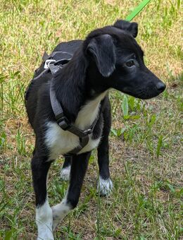 Kiki sucht ihre Familie❤️ - Ebersbach