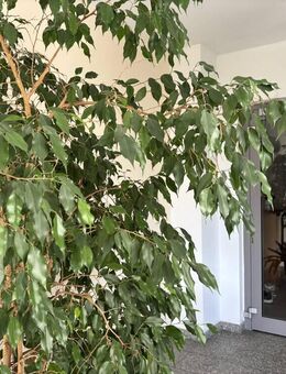 Seniorengerechte 3-Zimmer Eigentumswohnung mit Fahrstuhl und TG - Coswig