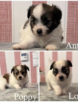 3 Sheltie-Mix Welpen suchen ein liebevolles Zuhause - Eydelstedt