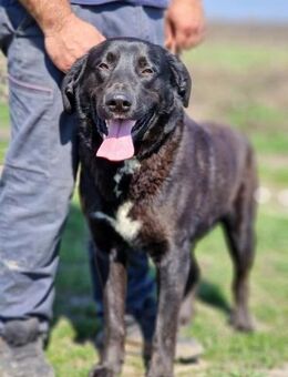 Schwarz und wunderschön das ist Oggy - Overath