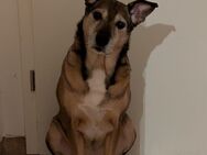 Toller Hund abzugeben - Westerstede