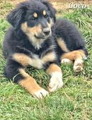 Golden-Collie-Aussie Welpen Anfängerhunde/Abgabebereit. in 56470