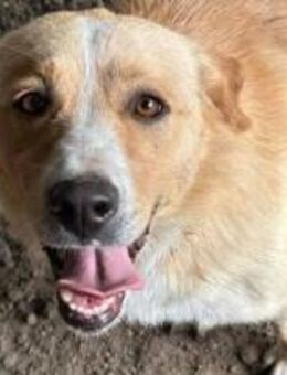 Finley, mit dem treuen Blick 🐾 - Elsdorf (Nordrhein-Westfalen)