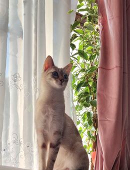 Siamkatze sucht neues Traumschloss - Meerane