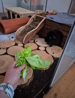 Meerschweinchen Jungs suchen neues Zuhause! - Bruckberg (Regierungsbezirk Niederbayern)