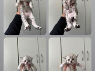 Britisch-Kurzhaar-Kitten (Tabby) bkh - Berlin
