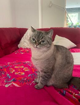 Zwei Kater zusammen abzugeben - Hagen (Stadt der FernUniversität)
