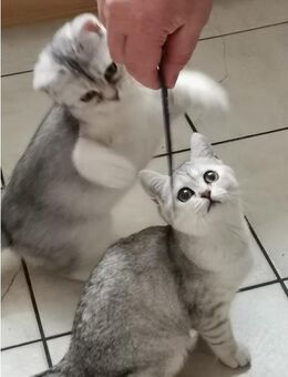 Zwei Bkh Kitten - Greven (Nordrhein-Westfalen)