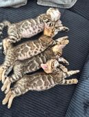 Bengal Kitten in 76744