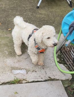 Welpen Bishon - Simbach (Inn) Zentrum