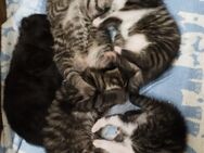 5 Kitten suchen ab KW 46 ein neues Zuhause - Struppen