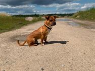 Jack Russell / Franz. Bulldogge mix / Rüde/ 14 Monate - Neukloster