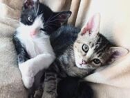 Junge Katzengeschwister Bambi und Bela - Karlsruhe
