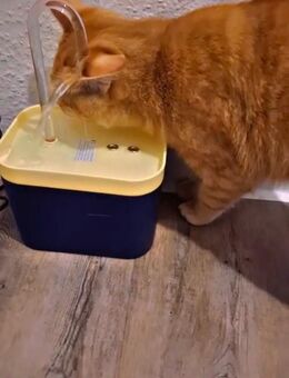 Kater Leo (11 Monate) - Kiel