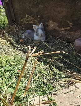 Max, Moritz und 2 Böckchen ohne Namen - Extertal