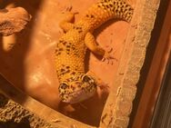 Leopardgecko (männlich/Giant) mit Terrarium - Waldalgesheim