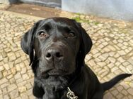 Labrador Charly sucht neues Zuhause! - Berlin