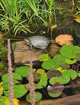 Europäische Sumpfschildkröte Emys Orbicularis - Elztal