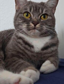 BKH Katze - Hattingen