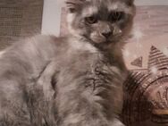 Maine Coon Mädchen blue smoke mit Stammbaum - Murrhardt