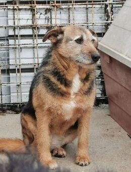 Rella- Paten mit ❤️ gesucht - Grevenbroich