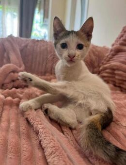 Katze ELLI: sicheren Tod knapp entkommen - Augsburg