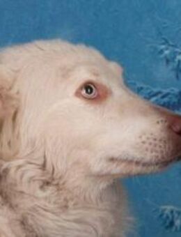 ALFY-sanfter Riese mit großem Herz - Wettenberg