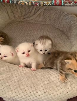 5 wunderschönen BKH-Kitten, tolle Farben - Göppingen