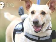 Diva sucht liebevolles Zuhause - Untergruppenbach