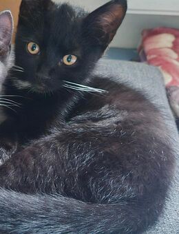 Babykater 4 Monate babykatze 4 Monate - Goch