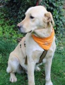 Aufgeschlossener Labrador-Mix Pinkman - München