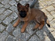 Hundewelpen - Weischlitz