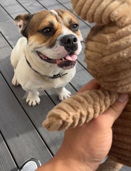 Buff sucht eine Freundin ( Deckhund) - Saarbrücken