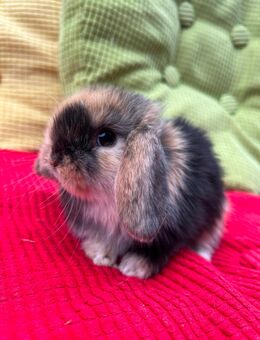 Mini - lop Zwergwidderkaninchen - Leverkusen