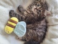 sibirische Katze Waldkatze Kitten mit FIFé Stammbaum - Augsburg