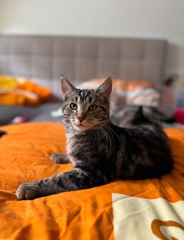 Liebervoller Kater - Köln