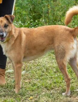 Sunny durfte nicht mit umziehen - Brunstorf