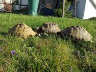 Gruppe Grichische Landschildkröten - Amt Wachsenburg