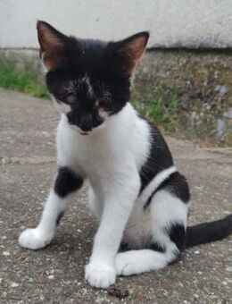 Katerchen ♥Willy♥ braucht Schutz & Liebe - Hamburg