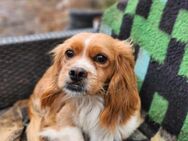 🩵Alfred🩵 5-jähriger Tibet Spaniel Mix - Kassel