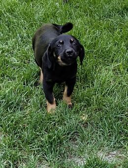 Kleine süße Maus Flapsy - Tholey